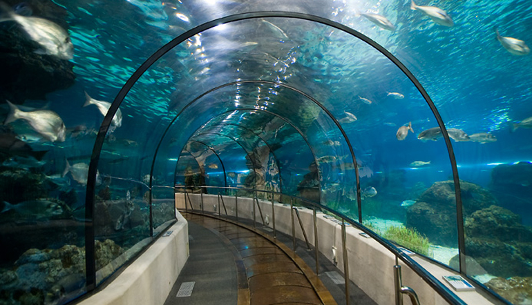 ¡Sumérgete en el Aquàrium de Barcelona! | Hotel de Cinco Estrellas en Barcelona | Hotel Omm | Whatsup